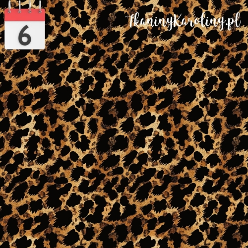 Panterka brązowa 8.jpg